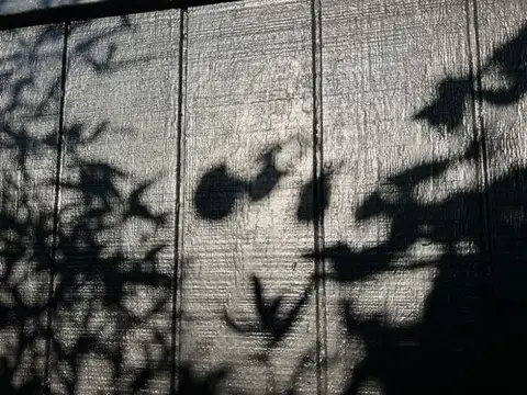 Sun-dappled shadows dance across a textured surface.
